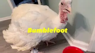 Treating Bumble Foot: (Chickens/Turkeys)