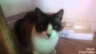 Coals cat is an asshole