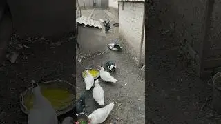 Domestic ducks) #ducks #shorts #respectshorts #animals