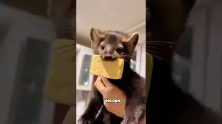 Sable #foryou #funny #animals #sables #cute #shorts #youtubeshorts