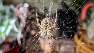 Some natives. A beautiful garden spider and 2 Zebra jumping spiders.