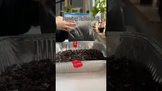 Reusing Rotten Soil #shorts #plants #garden #soil #houseplant #plantcare #diy #gardening