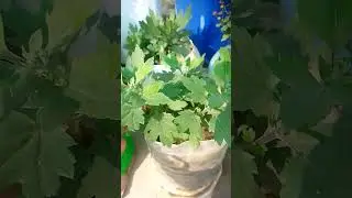 free ke container kaise taiyar karen#youtube #garden #
