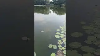 #tasikcyberjaya #cyberjayalake