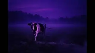 Pierre Dolę - Polish Cow Deluxe (Gdzie Jest Krowa, Kurwa) | Official Audio