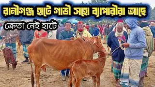 @২৯/১২/২৫,ঘন কুয়াশার মাঝে রানীগঞ্জ হাটে গাভী বাচ্চা সহো ব্যাপারীরা আছেন ক্রেতা নেই হাটে দেখেন!