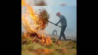 Stop Stubble Burning ,Save Environment,Save Fertility of Land #I Deterrent Plans to Check it#shorts