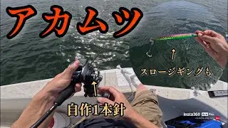 【富山湾アカムツ】8月は良型狙えます