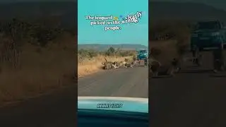 Leopard vs Baboon Squad: Epic Jungle Showdown!