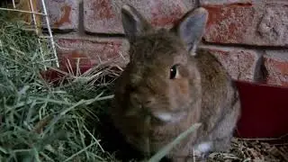 Hay Time for Zita.