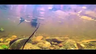 The Wild Trossachs - King of the Endrick          HD