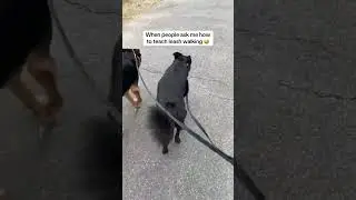 Leash walking requires so much consistency #dog #smartdogtraining #leashwalking #traineddogs