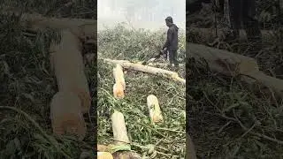 Revolutionize Your Wood Projects: Cutting Machine Tips Inside 🔥🔥 #shorts#viral #trendingshorts