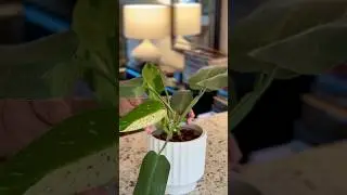 Philodendron Jose Buono Repot #roomwithry