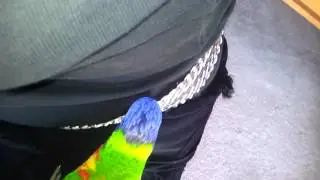 Talking bird