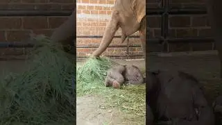 Mother elephant is taking care of her baby elephant while sleeping🥰 #babyelephant #elephant #shorts