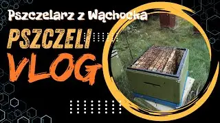 Pszczeli VLOG 45 - kontrola gniazda szerszeni, przesiedlanie odkładów, zakładanie leku na wlotki
