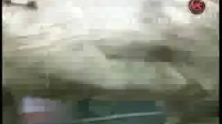 Brian Canter Vs. Great White