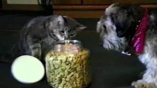 Animals Helping Each Other Out