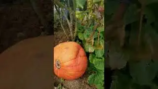 Дача как хобби. 20.09.2022.