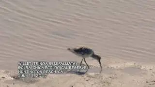 Willet (Tringa semipalmata) taken with the Sony A6500