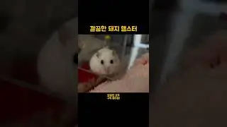 세수하는 귀여운 뚱뚱한 햄스터A Cute Chubby Hamster Washing Its Face
