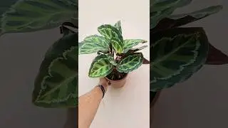 Calathea Roseopicta (MY GREEN CART - JAIPUR)
