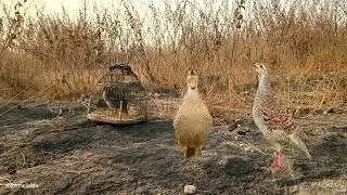 Grey hunting Sound titr voice female teetar grey francolin voice partridge shikar karne ka Awaaz 