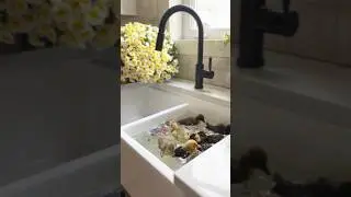 First sink bath for the ducklings! 🥰 #ducklings #farmlife #kitcheninspiration