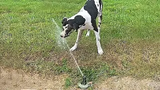 Water-loving Great Dane loves to drink from lawn sprinklers