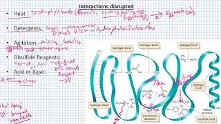 Protein Denaturation and Processing