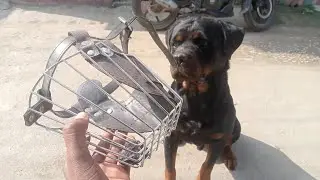 Rottweiler dog mouth cover. dog face cover
