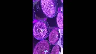 Update on the TheGLab need HELP