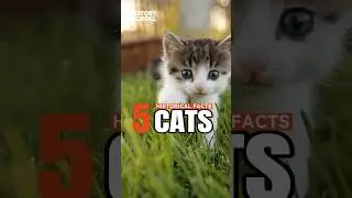 5 Shocking Historical Facts about Cats #cat #history #cats