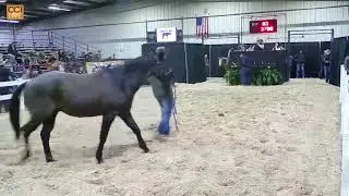 Shawnee Horse Sales, Shawnee, OK