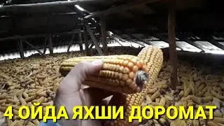 МАККА ЖУХОРИ БИЗНЕСИ.