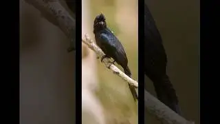 Racket Tailed Drongo #backyardbirding #birds #nature #shorts #photography
