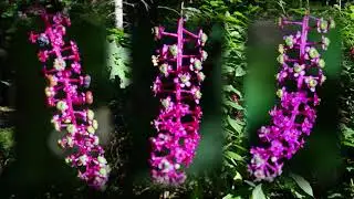 Die Amerikanische Kermesbeere (Phytolacca americana)
