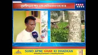 STEEP DECLINE IN THE PRICE OF TEA LEAVES HITS SMALL TEA GROWERS OF ASSAM