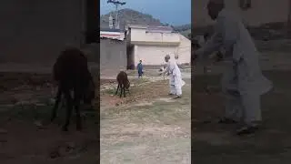 Donkey vs man hahahahaha