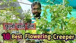 Best Flowery Climbers for Home Garden | घर में लगाये जाने वाले फूलों वाले बेल  | Flowering Creepers