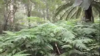LLAMA PORN - (AUSTRALIA VLOG #1)