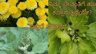 Aphids Control measures in Chrysanthemum | Best insecticides to spray |  Dr A Venugopal |