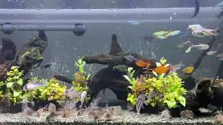 Relaxing Aquarium 1637 / 熱帯魚50種混泳水槽 アクアリウム 4K