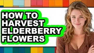 How To Harvest Elderberry Flowers - Easy Guide