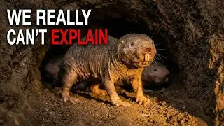Nothing About Naked Mole Rats Is Normal - Here&rsquo;s Why