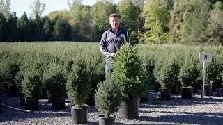 Montrose Charm White Spruce