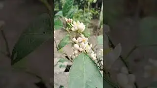 lemon Plant Flowering #fruit #shorts #youtubeshorts