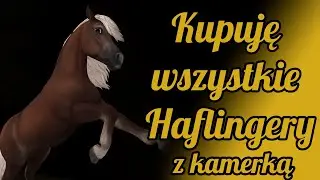 [SSO] 📷 Kupuje wszystkie Haflingery z kamerką! 📷