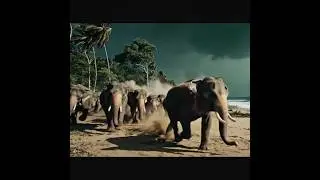 Animals That Can Predict Earthquakes, Storms, and Tsunamis! 😱